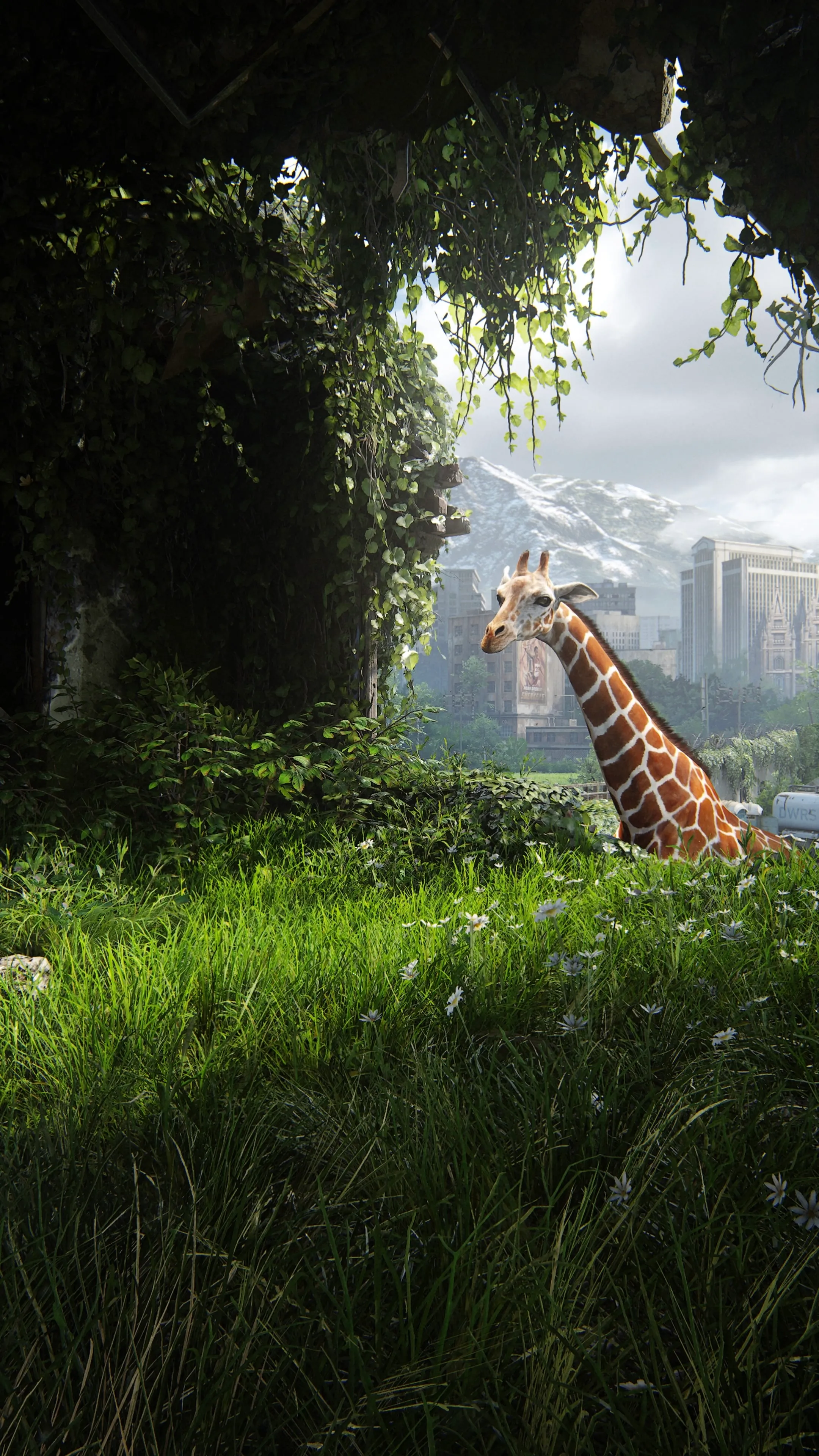 A giraffe eating plants